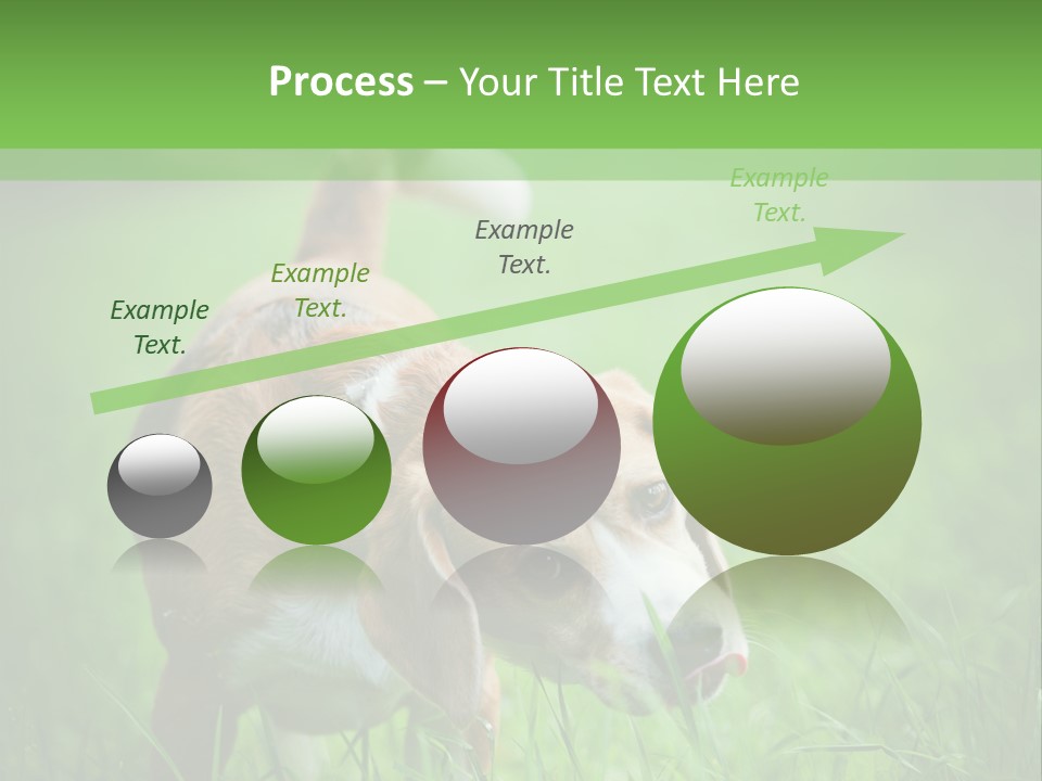 A Dog Is Running Through The Grass With A Frisbee In Its Mouth PowerPoint Template