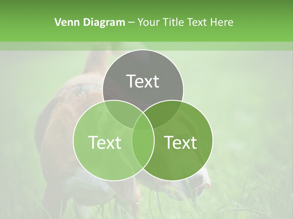 A Dog Is Running Through The Grass With A Frisbee In Its Mouth PowerPoint Template