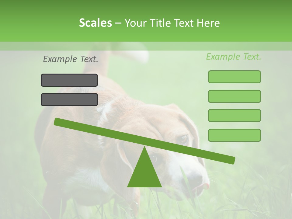 A Dog Is Running Through The Grass With A Frisbee In Its Mouth PowerPoint Template