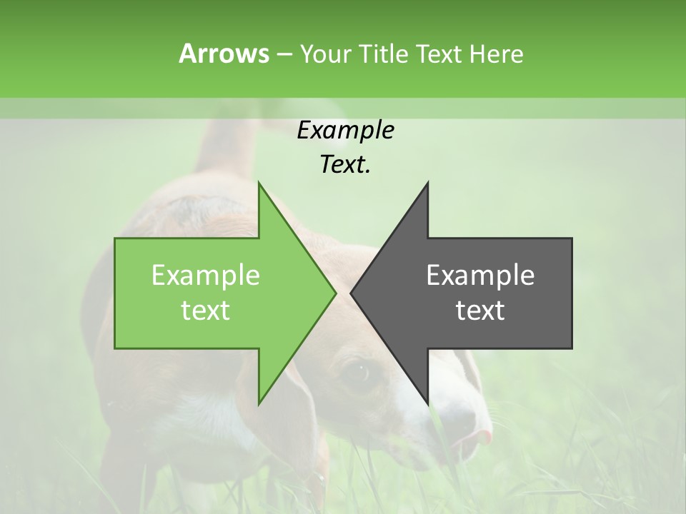 A Dog Is Running Through The Grass With A Frisbee In Its Mouth PowerPoint Template