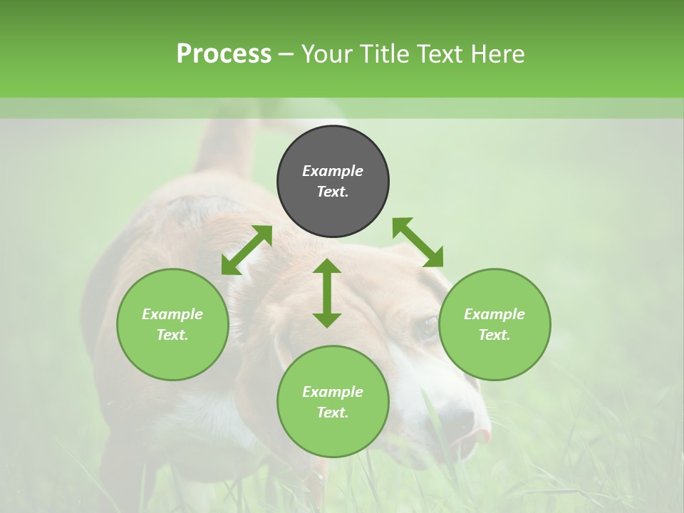 A Dog Is Running Through The Grass With A Frisbee In Its Mouth PowerPoint Template