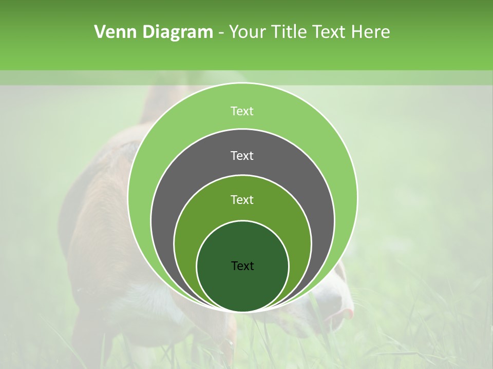A Dog Is Running Through The Grass With A Frisbee In Its Mouth PowerPoint Template
