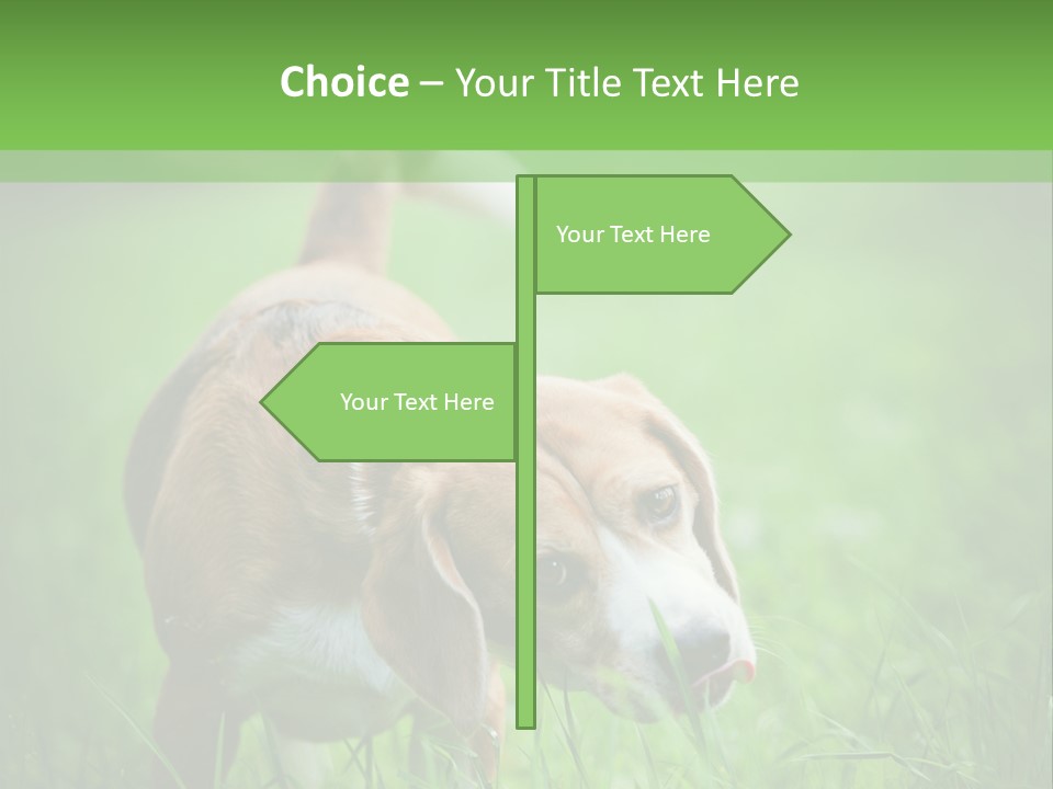 A Dog Is Running Through The Grass With A Frisbee In Its Mouth PowerPoint Template