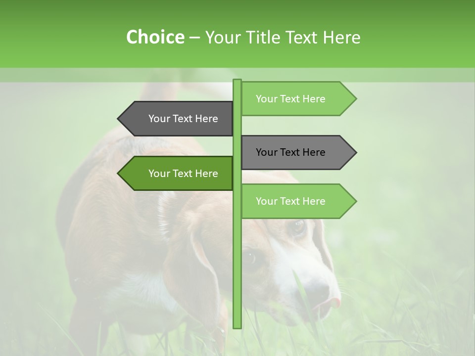 A Dog Is Running Through The Grass With A Frisbee In Its Mouth PowerPoint Template