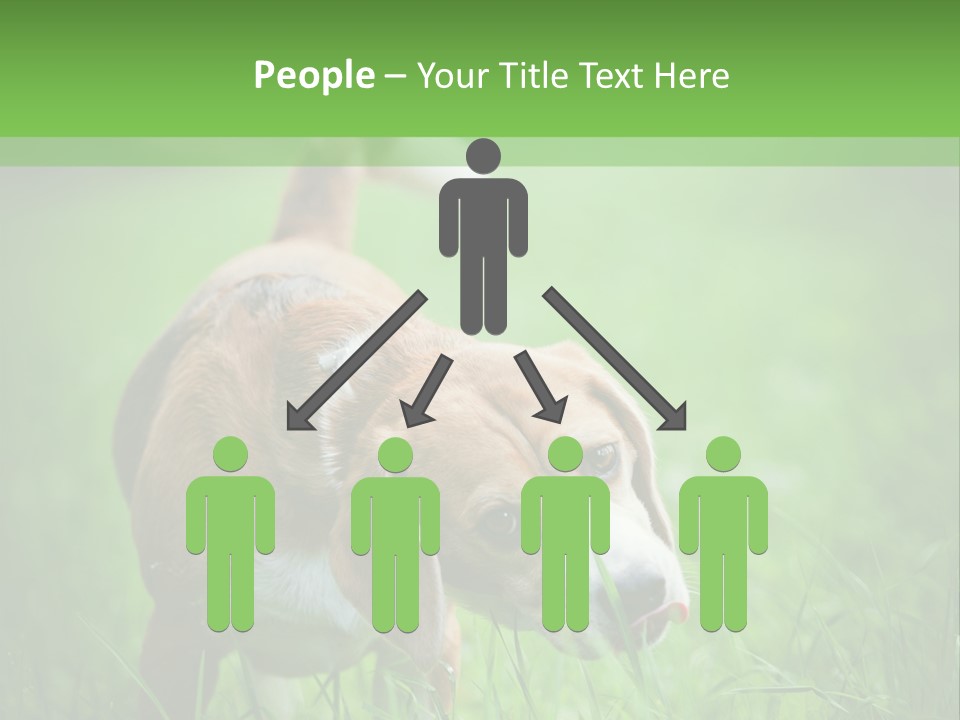 A Dog Is Running Through The Grass With A Frisbee In Its Mouth PowerPoint Template