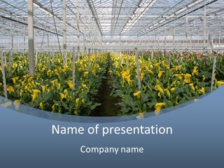 A Greenhouse Filled With Lots Of Yellow Flowers PowerPoint Template