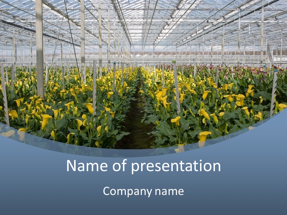 A Greenhouse Filled With Lots Of Yellow Flowers PowerPoint Template