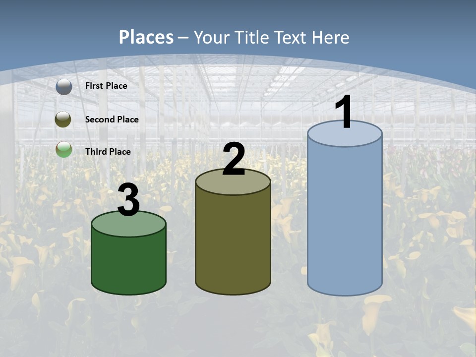 A Greenhouse Filled With Lots Of Yellow Flowers PowerPoint Template