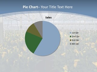 A Greenhouse Filled With Lots Of Yellow Flowers PowerPoint Template