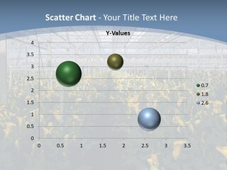 A Greenhouse Filled With Lots Of Yellow Flowers PowerPoint Template