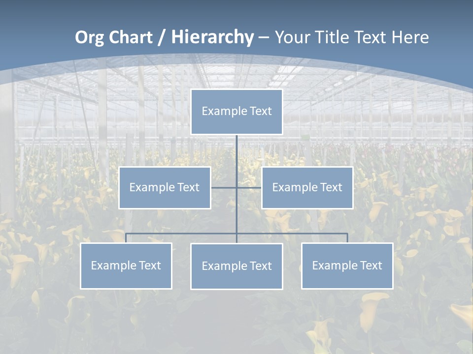 A Greenhouse Filled With Lots Of Yellow Flowers PowerPoint Template