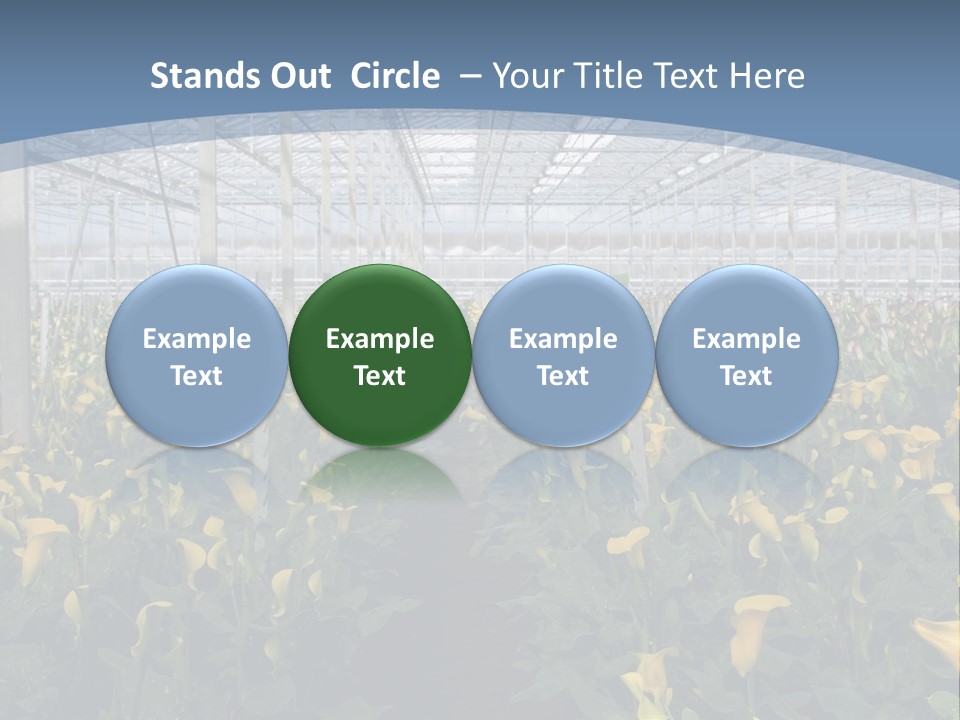 A Greenhouse Filled With Lots Of Yellow Flowers PowerPoint Template