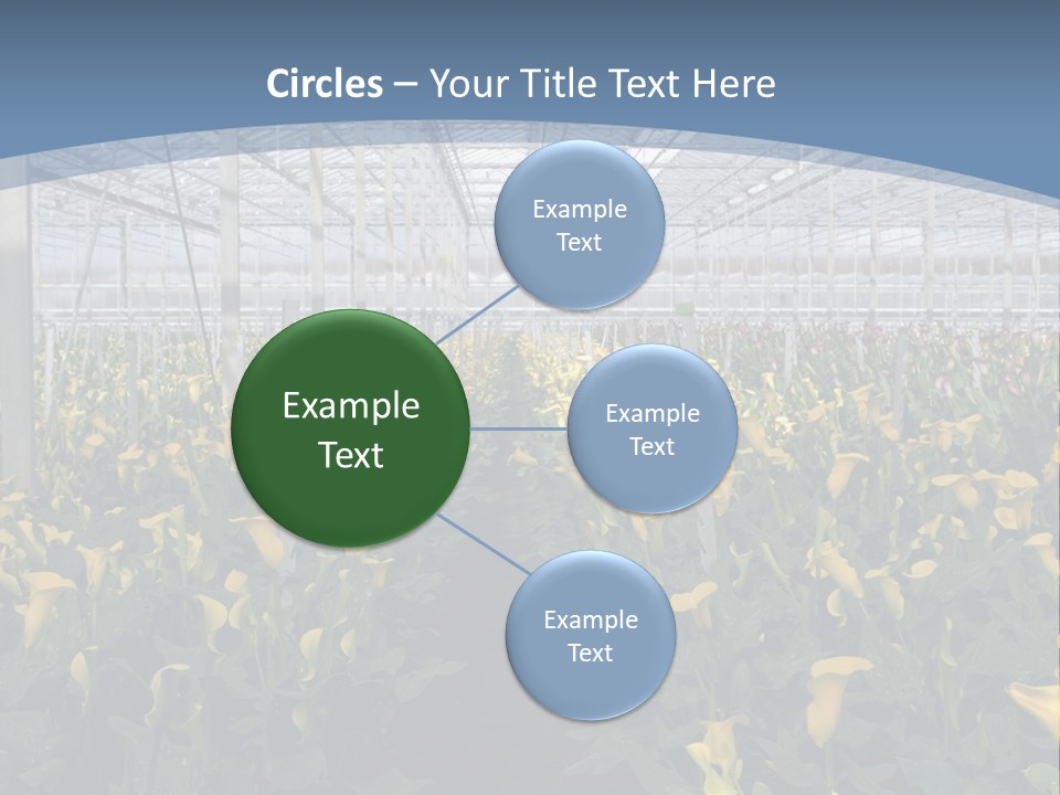 A Greenhouse Filled With Lots Of Yellow Flowers PowerPoint Template