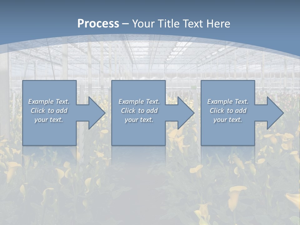 A Greenhouse Filled With Lots Of Yellow Flowers PowerPoint Template