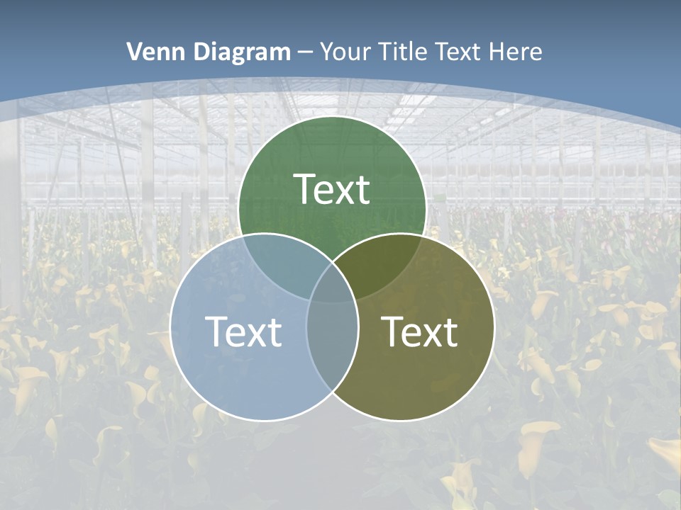A Greenhouse Filled With Lots Of Yellow Flowers PowerPoint Template