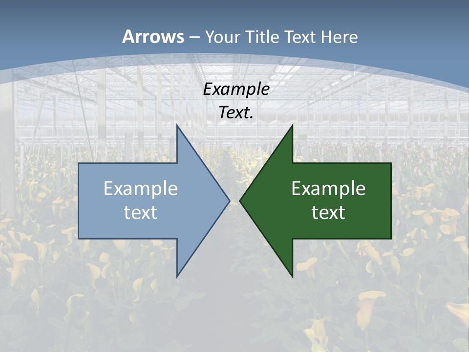A Greenhouse Filled With Lots Of Yellow Flowers PowerPoint Template