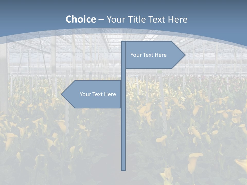 A Greenhouse Filled With Lots Of Yellow Flowers PowerPoint Template
