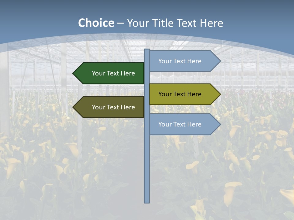 A Greenhouse Filled With Lots Of Yellow Flowers PowerPoint Template