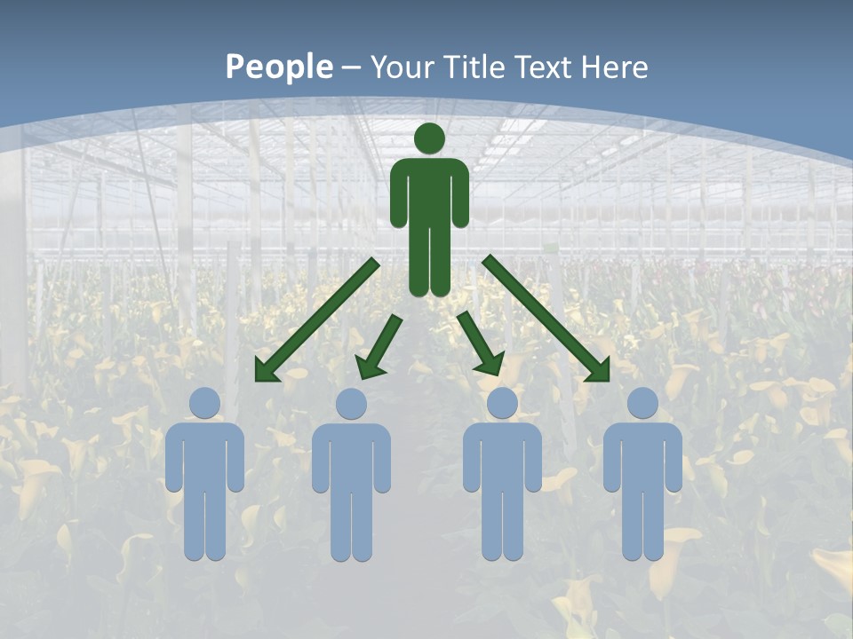 A Greenhouse Filled With Lots Of Yellow Flowers PowerPoint Template