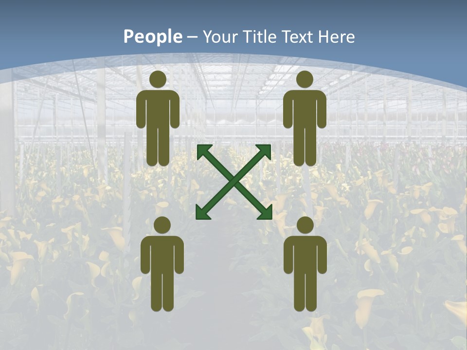 A Greenhouse Filled With Lots Of Yellow Flowers PowerPoint Template