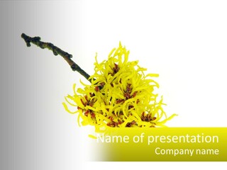 A Yellow Flower With A White Background PowerPoint Template