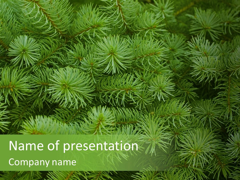 A Bunch Of Green Pine Needles Powerpoint Template PowerPoint Template