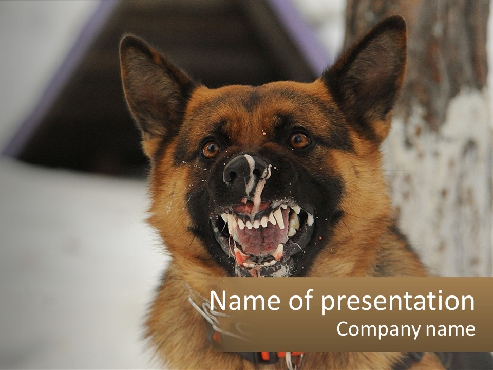 A German Shepard Dog With His Mouth Open In The Snow PowerPoint Template