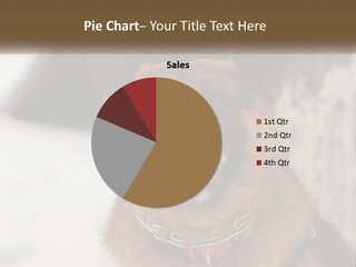 A German Shepard Dog With His Mouth Open In The Snow PowerPoint Template