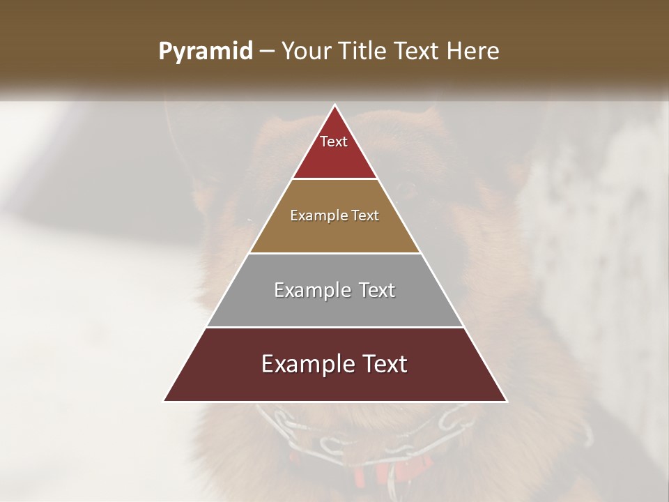 A German Shepard Dog With His Mouth Open In The Snow PowerPoint Template