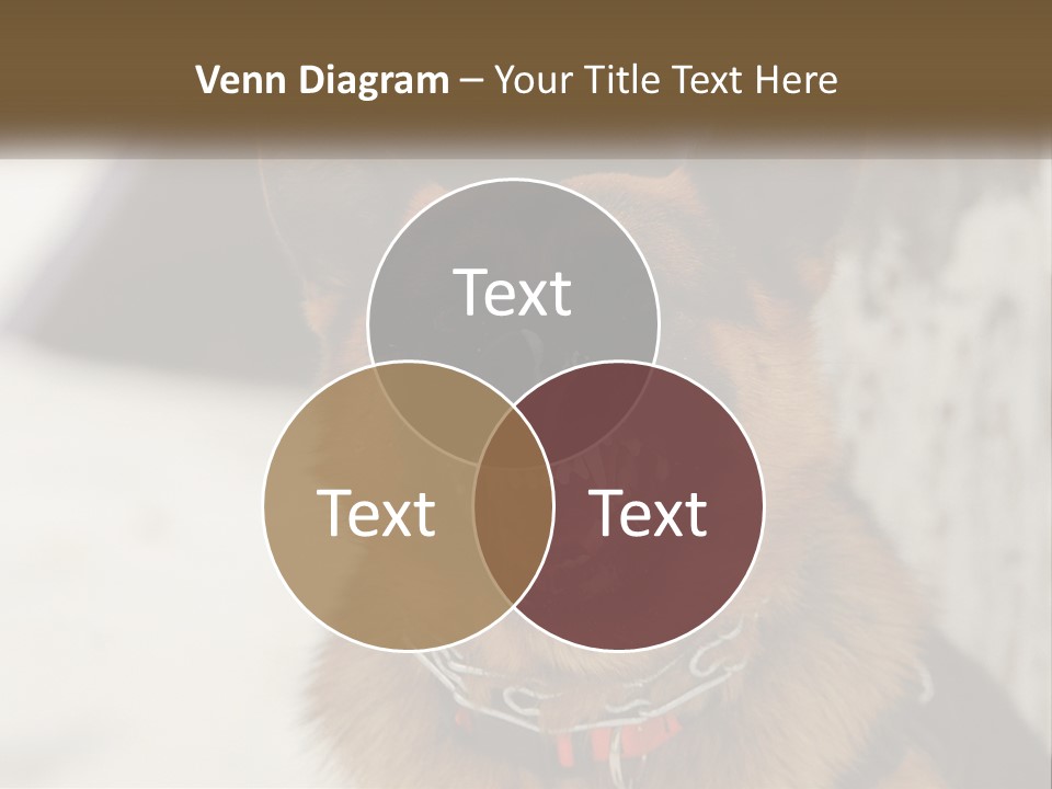 A German Shepard Dog With His Mouth Open In The Snow PowerPoint Template