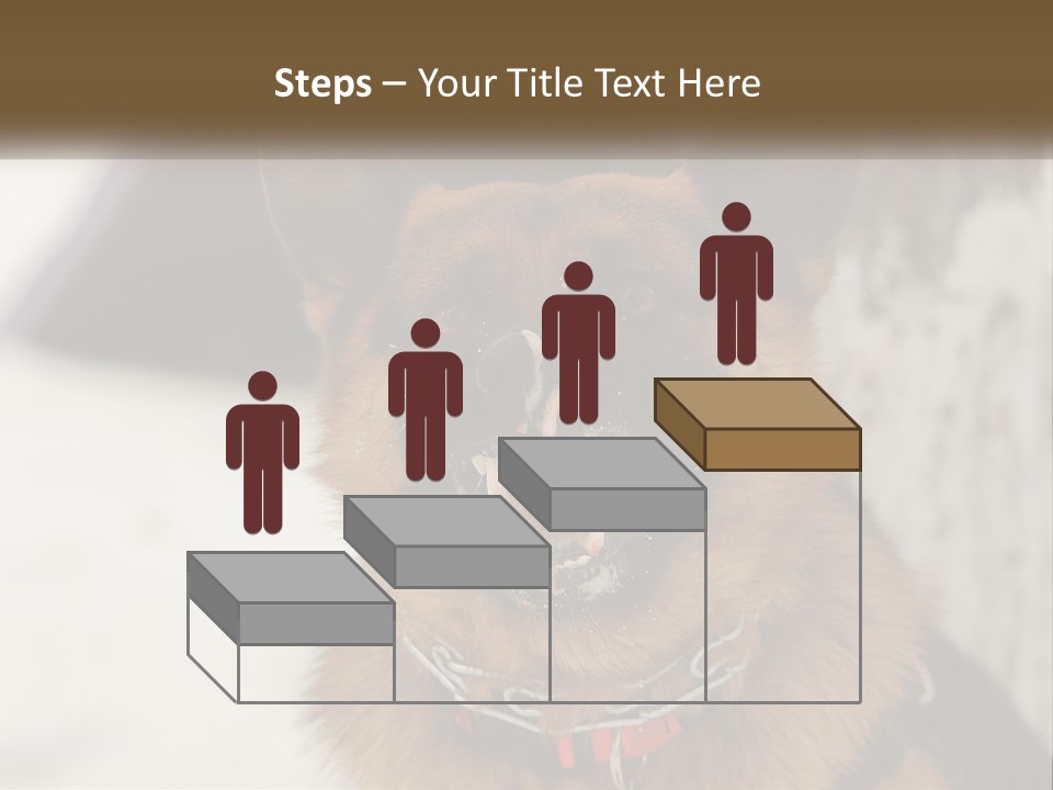 A German Shepard Dog With His Mouth Open In The Snow PowerPoint Template