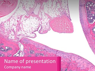 An Image Of A Section Of The Stomach With The Name Of The Organ PowerPoint Template