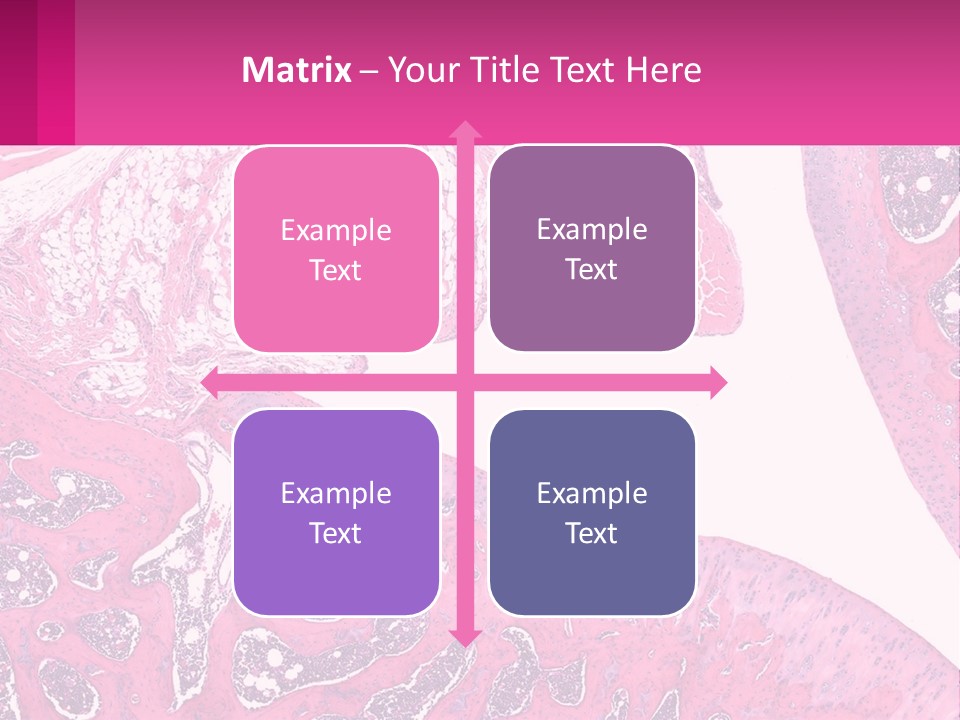 An Image Of A Section Of The Stomach With The Name Of The Organ PowerPoint Template