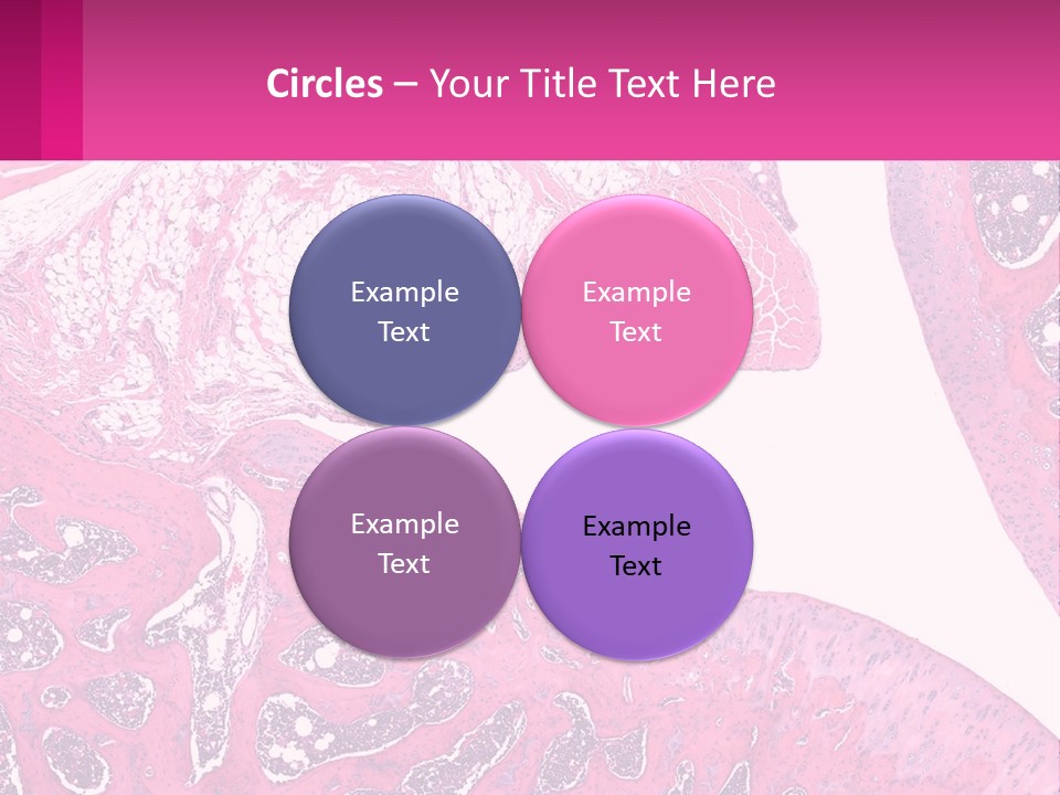 An Image Of A Section Of The Stomach With The Name Of The Organ PowerPoint Template