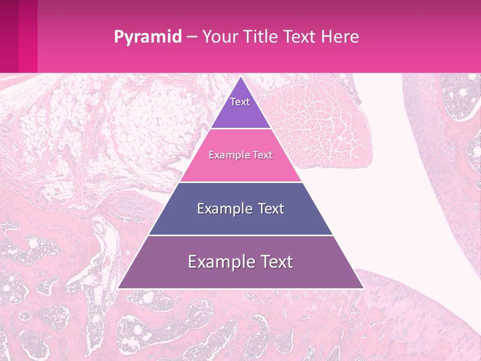An Image Of A Section Of The Stomach With The Name Of The Organ PowerPoint Template