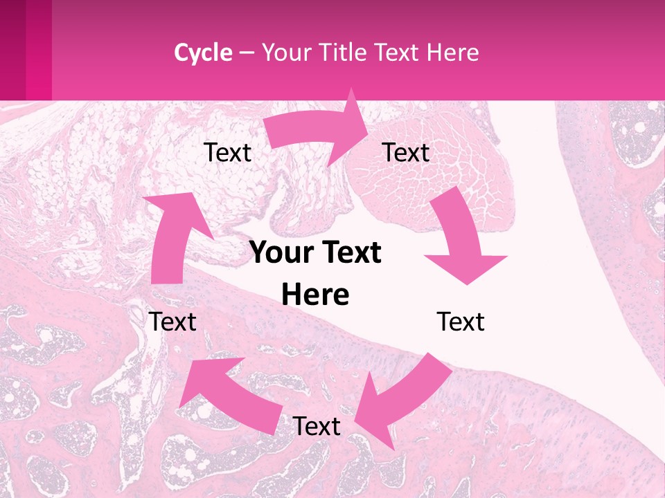 An Image Of A Section Of The Stomach With The Name Of The Organ PowerPoint Template