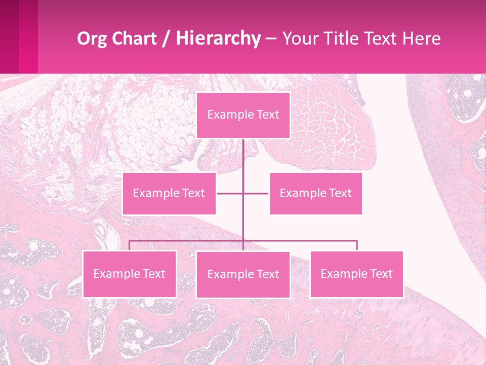 An Image Of A Section Of The Stomach With The Name Of The Organ PowerPoint Template