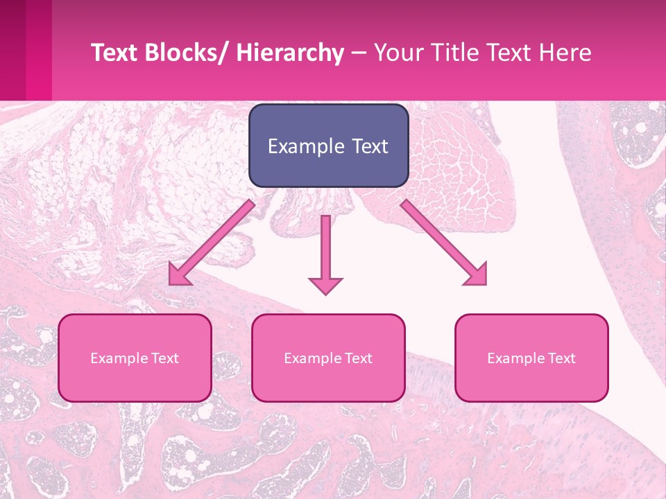 An Image Of A Section Of The Stomach With The Name Of The Organ PowerPoint Template