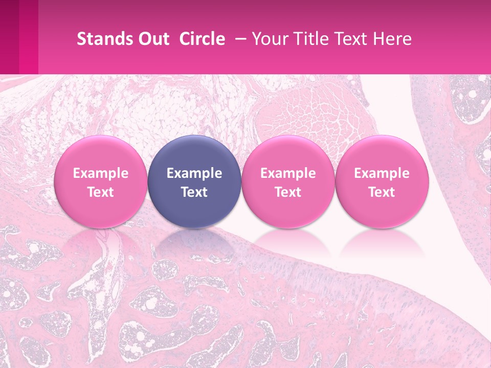 An Image Of A Section Of The Stomach With The Name Of The Organ PowerPoint Template