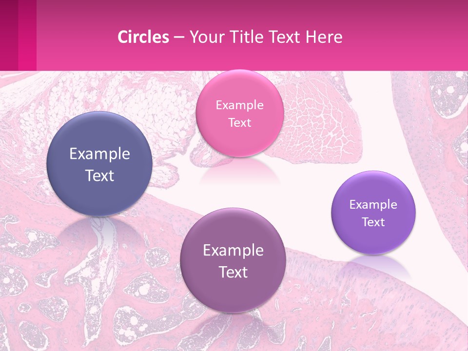 An Image Of A Section Of The Stomach With The Name Of The Organ PowerPoint Template