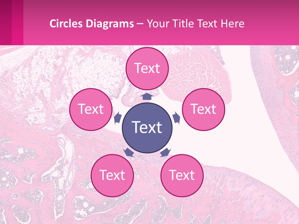 An Image Of A Section Of The Stomach With The Name Of The Organ PowerPoint Template