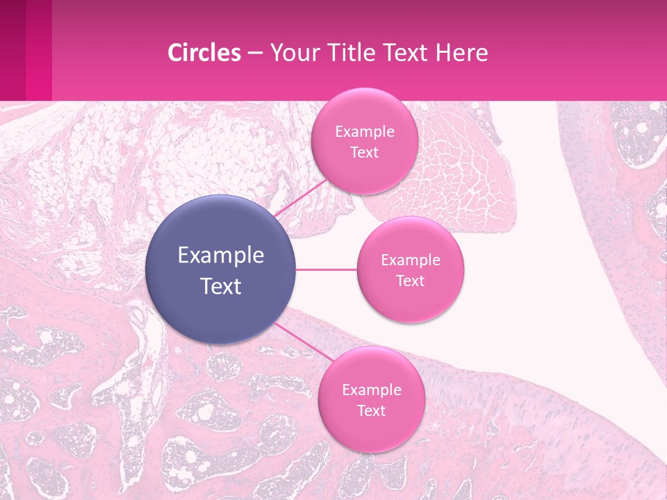 An Image Of A Section Of The Stomach With The Name Of The Organ PowerPoint Template