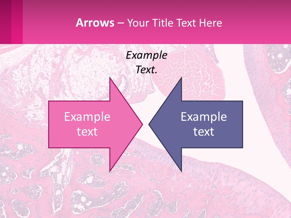 An Image Of A Section Of The Stomach With The Name Of The Organ PowerPoint Template