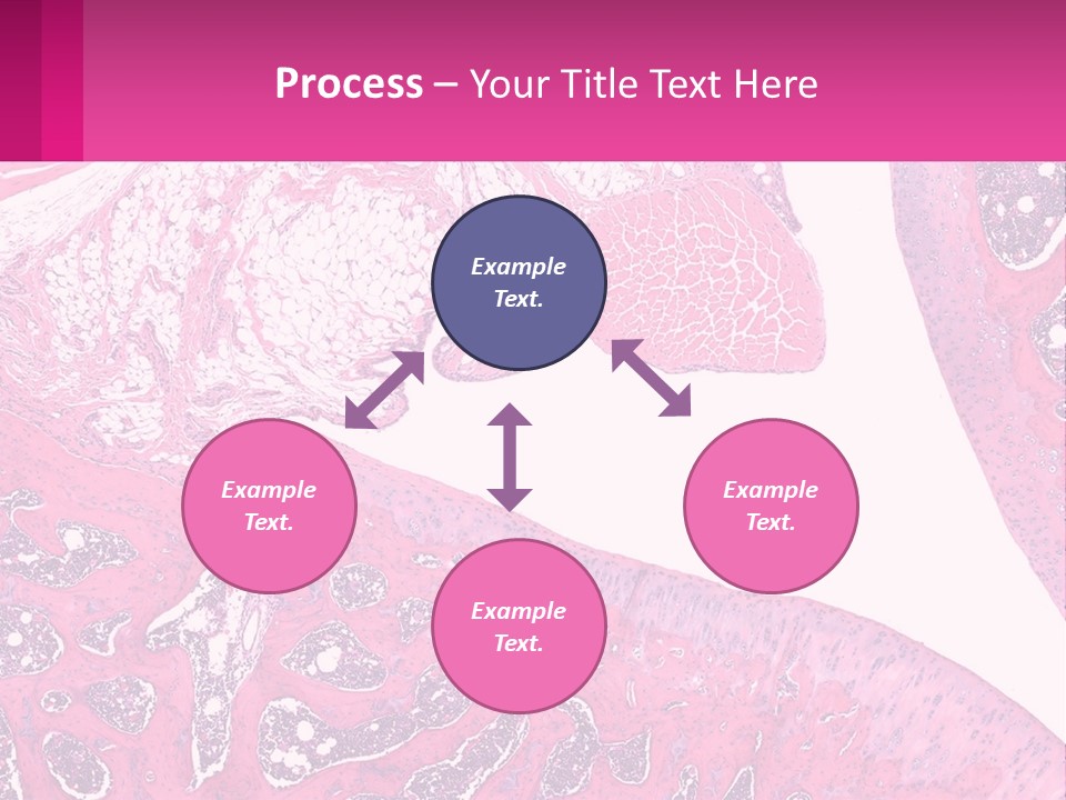 An Image Of A Section Of The Stomach With The Name Of The Organ PowerPoint Template