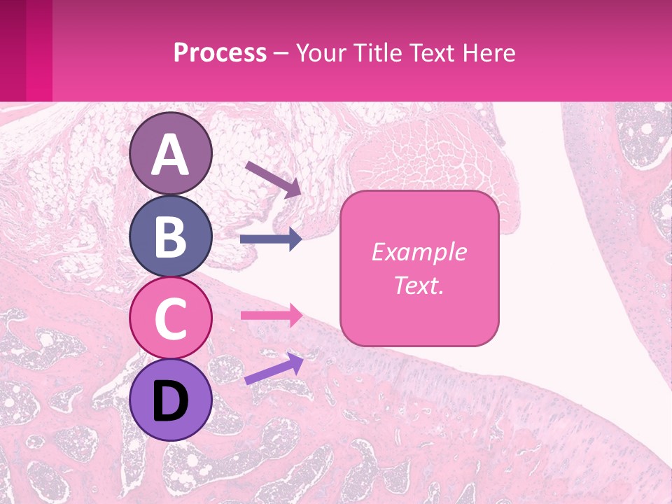 An Image Of A Section Of The Stomach With The Name Of The Organ PowerPoint Template