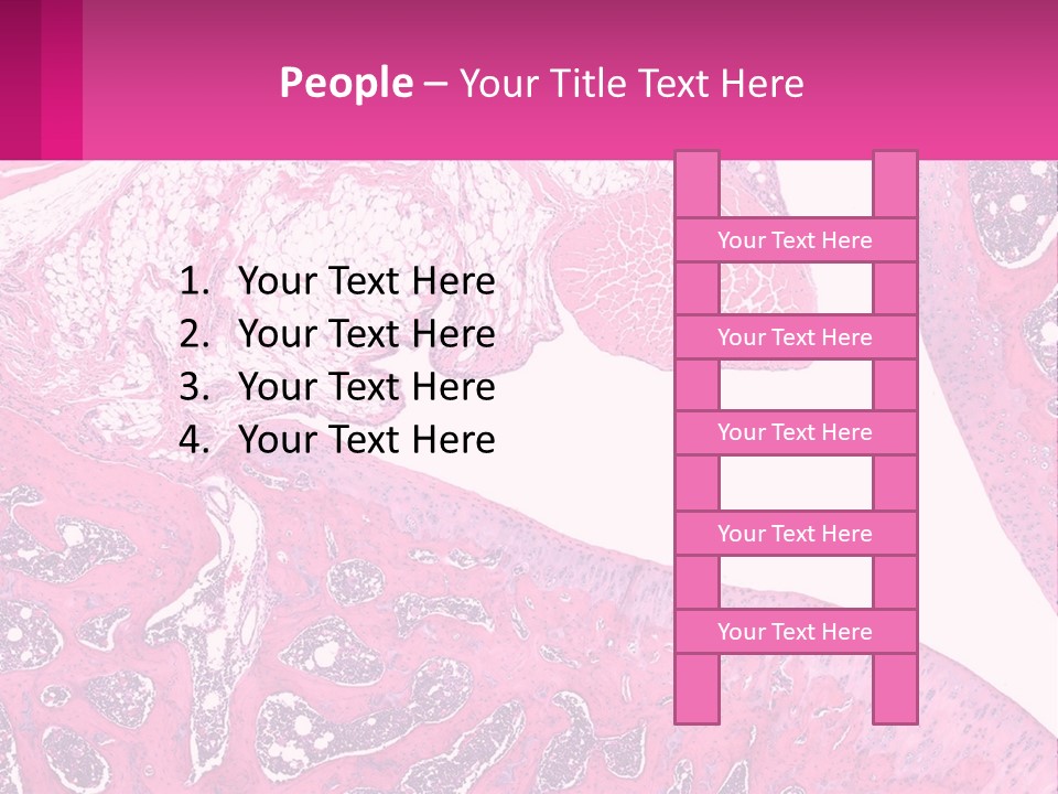 An Image Of A Section Of The Stomach With The Name Of The Organ PowerPoint Template