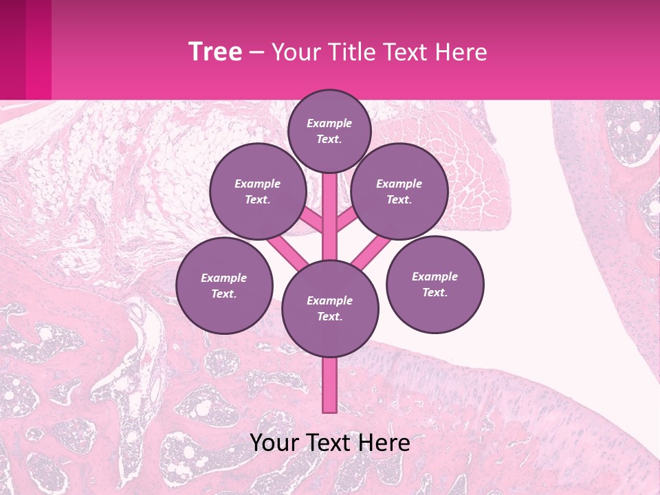 An Image Of A Section Of The Stomach With The Name Of The Organ PowerPoint Template