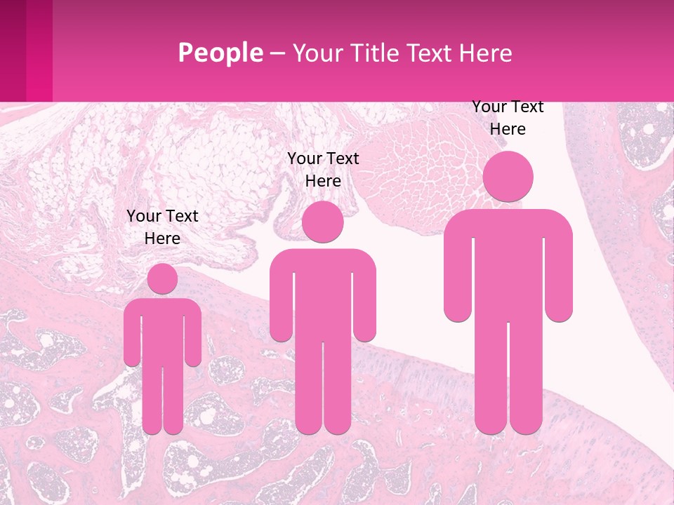 An Image Of A Section Of The Stomach With The Name Of The Organ PowerPoint Template