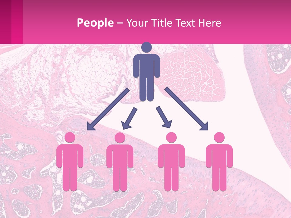 An Image Of A Section Of The Stomach With The Name Of The Organ PowerPoint Template