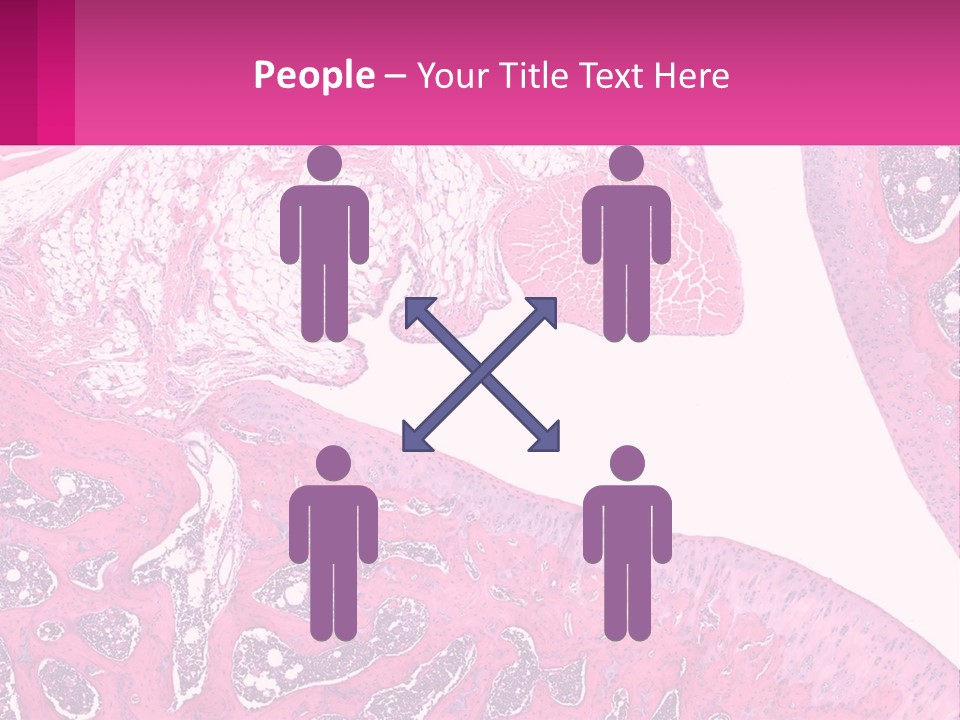 An Image Of A Section Of The Stomach With The Name Of The Organ PowerPoint Template